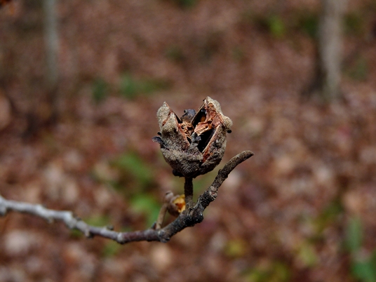 {Hamamelis virginiana}
